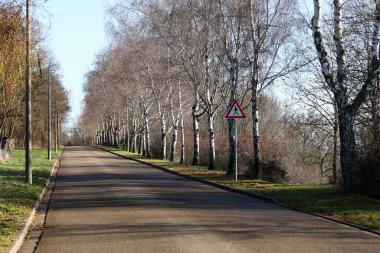 Sonbaharda yol kenarındaki huş ağaçları.