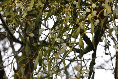 Kışın dalda asılı beyaz ökseotu bitkisi.