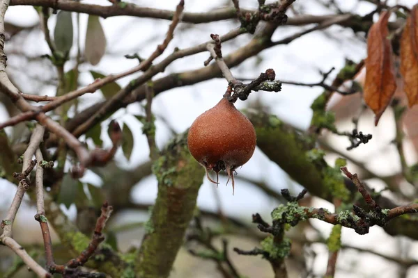 Frutto Mespilus Germanica Chiamato Anche Nespola Comune Albero — Foto Stock