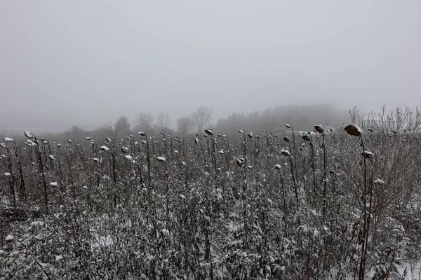 Erster Schnee auf einem Feld mit Sonnenblumen — Stock Photo, Image