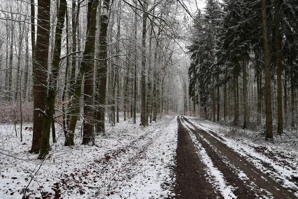 In the forest on a foggy winter morning — Stock Photo, Image