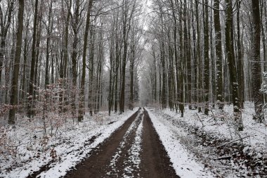 Ormanda sisli bir kış sabahı