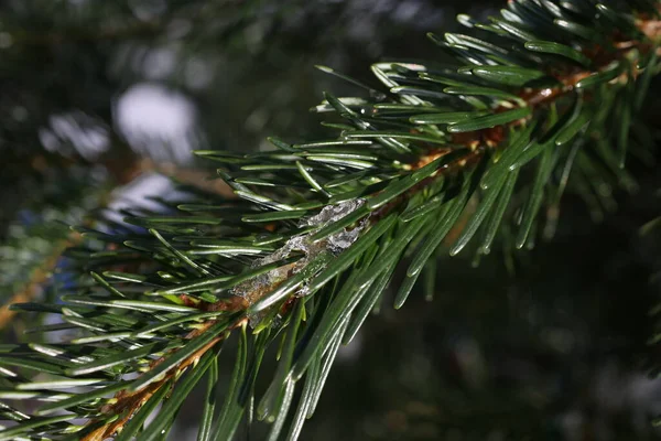 Melting ice on a spruce branch in winter — Stock Photo, Image