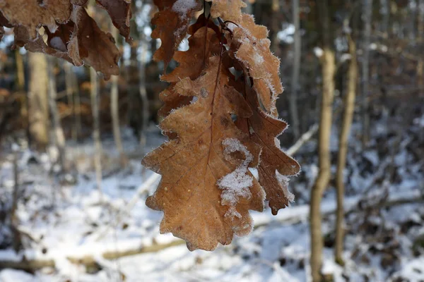冬季森林中的老橡木叶 — 图库照片