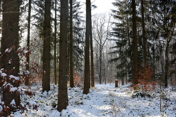 Schnee Wald Einem Frostigen Morgen — Stockfoto