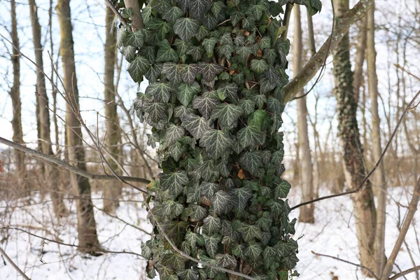 Hedera Helix Lierre Vert Tisse Tronc Arbre Hiver — Photo