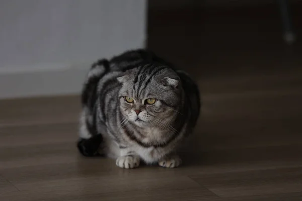 Красива Домашня Кішка Сидить Підлозі — стокове фото