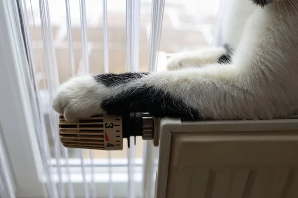 Gato Doméstico Calienta Radiador Calefacción — Foto de Stock