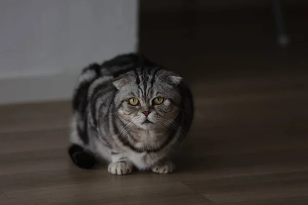 Домашняя Кошка Сидящая Полу — стоковое фото