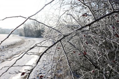 Soğuk bir sabahta kırmızı gül kalçaları.