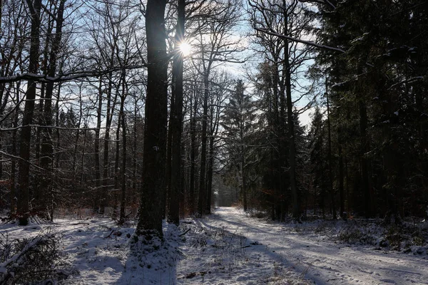 Floresta Uma Manhã Inverno Nebulosa — Fotografia de Stock