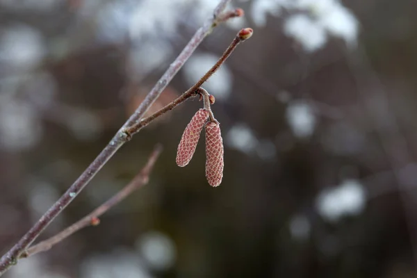 Anting Anting Hazel Menggantung Dari Semak Hazelnut Sebagai Pertanda Musim — Stok Foto