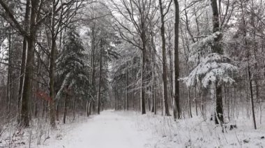 # Bir kış sabahı ormanda #