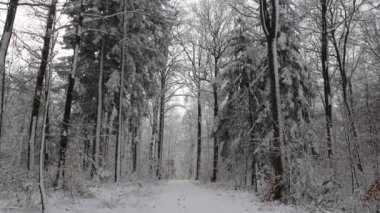 # Bir kış sabahı ormanda #