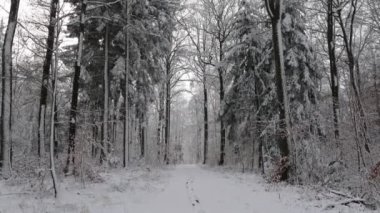 # Bir kış sabahı ormanda #