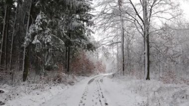 # Bir kış sabahı ormanda #