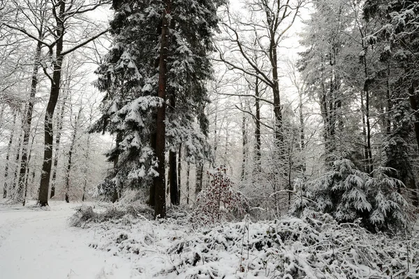 Floresta Uma Manhã Inverno — Fotografia de Stock