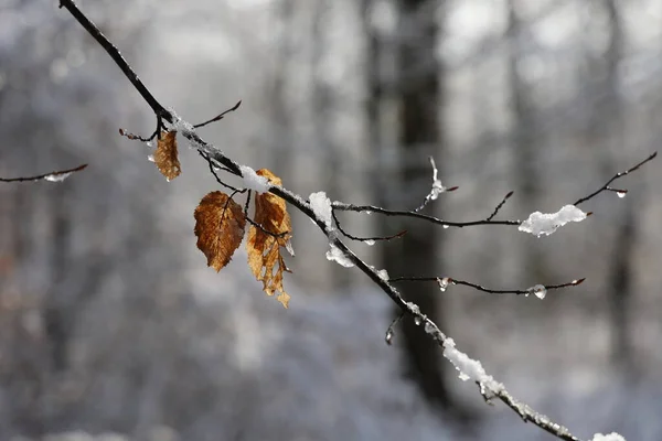 Neve Gelo Galhos Árvores Floresta Inverno — Fotografia de Stock