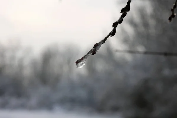 Snow and ice on tree branches in winter forest.