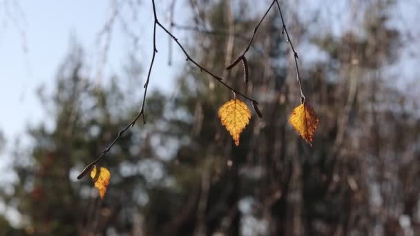 Feuilles Bouleau Jaune Balancent Dans Vent — Video