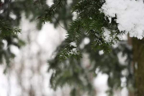 Biały Śnieg Leży Gałęziach Świerku Zimie — Zdjęcie stockowe