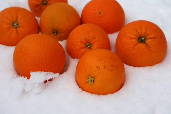 Apelsiner Ligger Snön Mogna Frukter — Stockfoto
