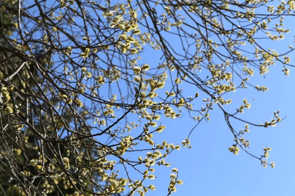 Blooming pussy willow on a background of blue sky — ストック写真