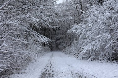 Taze beyaz kar çalıların ve ağaçların dallarında uzanıyor..