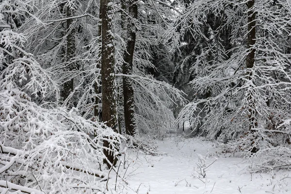 Neve branca fresca jaz nos ramos dos arbustos e árvores. — Fotografia de Stock