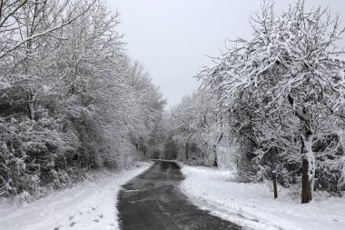 Kış manzarası. Taze beyaz kar çalıların ve ağaçların dallarında uzanıyor..
