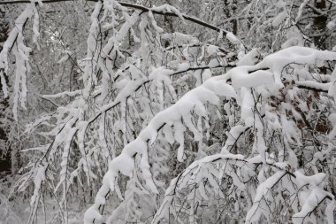 Kış manzarası. Taze beyaz kar çalıların ve ağaçların dallarında uzanıyor..