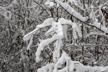 Kış manzarası. Taze beyaz kar çalıların ve ağaçların dallarında uzanıyor..