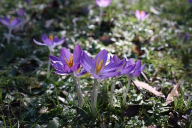 İlkbaharda şehir parkında bir grup timsah.