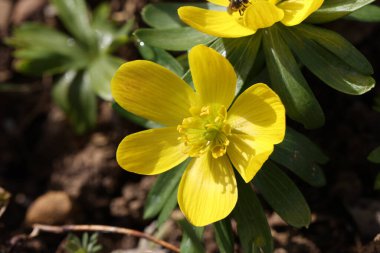 Eranthis hyemalis Avrupa 'da bulunan bir bitki..