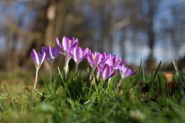 İlkbaharda şehir parkında bir grup timsah.