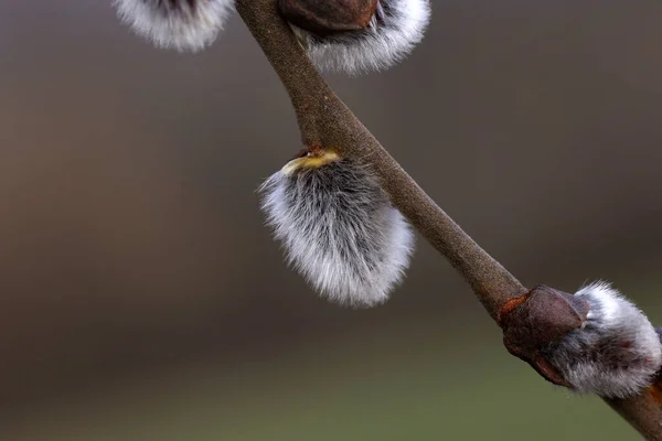 Le printemps. Branche de saule aux bourgeons duveteux blancs — Photo