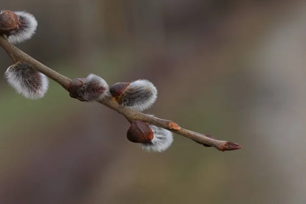 Le printemps. Branche de saule aux bourgeons duveteux blancs — Photo