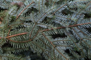 Ormanda yeşil kozalaklı ağaçlar