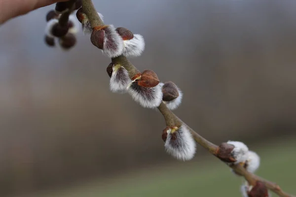 Le printemps. Branche de saule aux bourgeons duveteux blancs — Photo