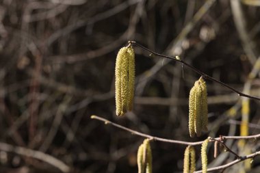 Ormandaki bahar çiçek açan küpeler fındık ağacı.