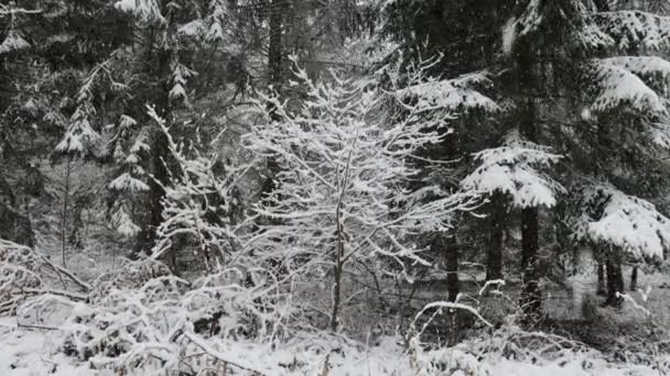 Het Bos Een Winterochtend — Stockvideo