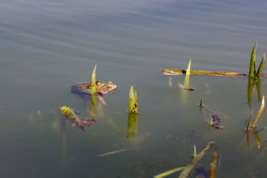 Baharda sudaki iki yeşil kurbağa..