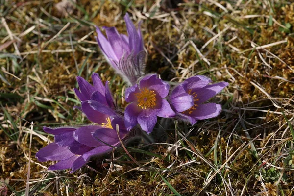 Beautiful purple fluffy flower Oriental Pulsatilla patens pasqueflower — Stock Photo, Image