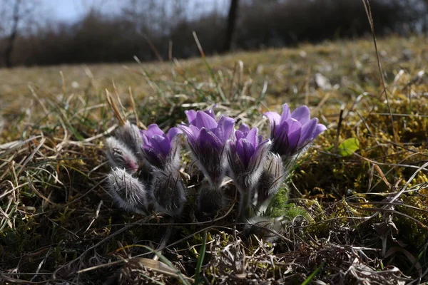 Beautiful purple fluffy flower Oriental Pulsatilla patens pasqueflower — Stock Photo, Image