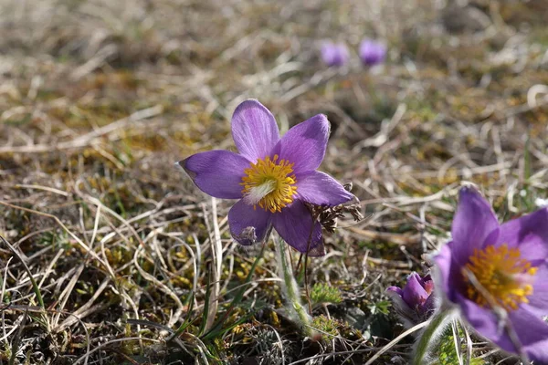 Beautiful purple fluffy flower Oriental Pulsatilla patens pasqueflower — Stock Photo, Image