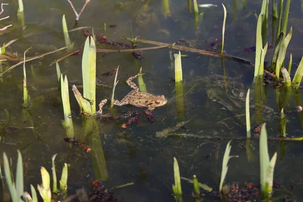 İlkbaharda kurbağalar sığ su kütlelerinde otururlar.
