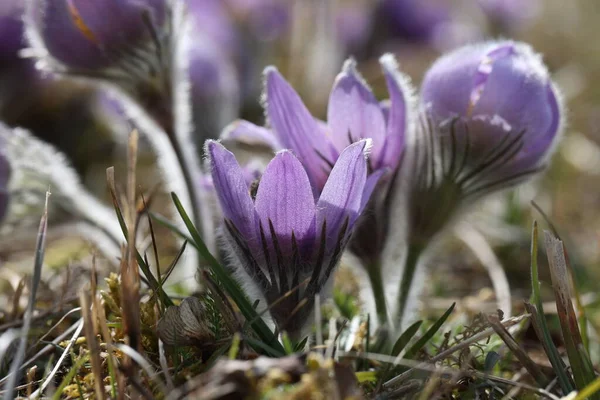 Beautiful Purple Fluffy Flower Oriental Pulsatilla Patens Pasqueflower — Stock Photo, Image