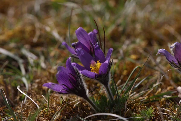 Beautiful Purple Fluffy Flower Oriental Pulsatilla Patens Pasqueflower — Stock Photo, Image