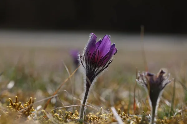 Beautiful Purple Fluffy Flower Oriental Pulsatilla Patens Pasqueflower — Stock Photo, Image