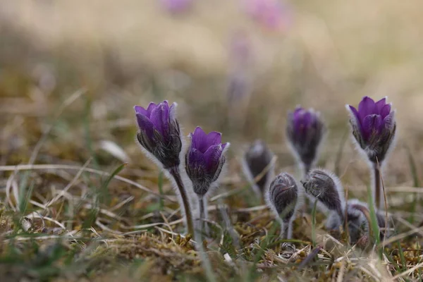 Beautiful Purple Fluffy Flower Oriental Pulsatilla Patens Pasqueflower — Stock Photo, Image